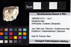 Foto (Objket + Etiketten) von Decapoda indet. 